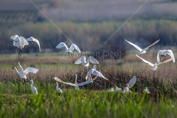 Klikni za ogled večje slike
