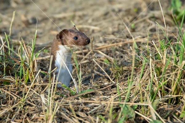 Klikni za ogled večje slike
