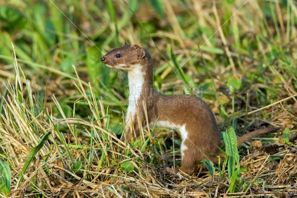 Klikni za ogled večje slike