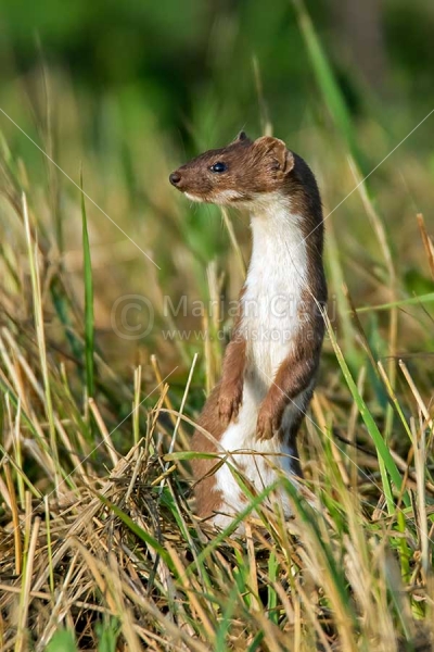 Klikni za ogled večje slike