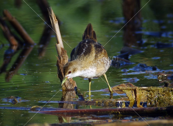 Klikni za ogled večje slike