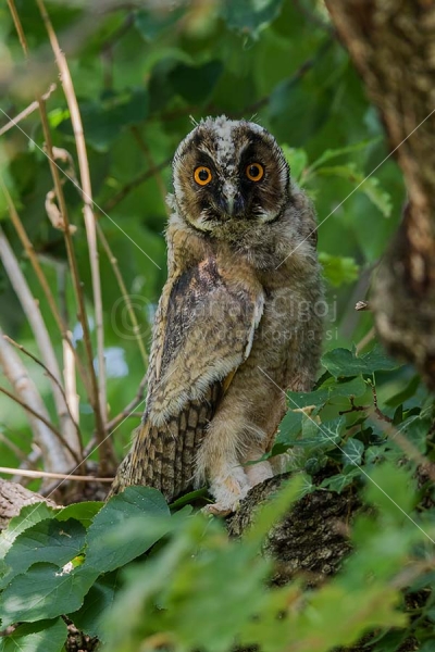 Klikni za ogled večje slike