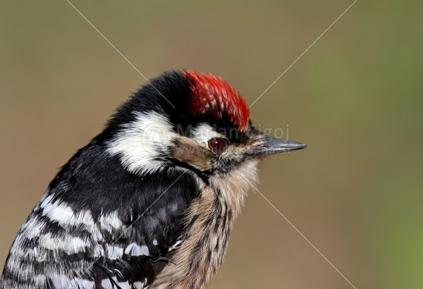 Klikni za ogled večje slike