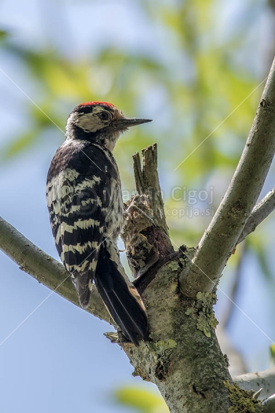 Klikni za ogled večje slike