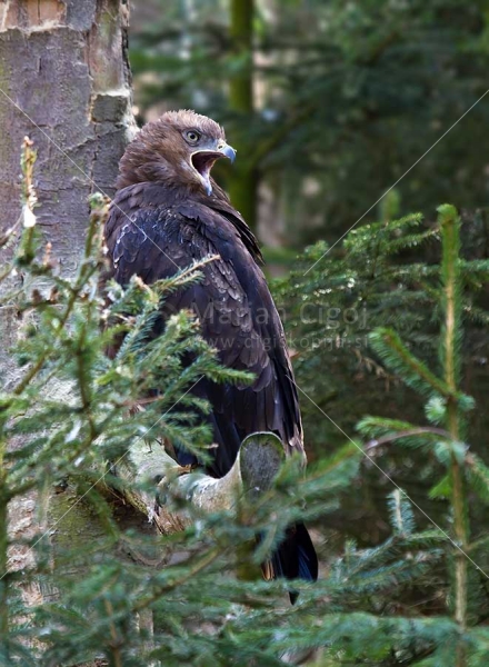 Klikni za ogled večje slike