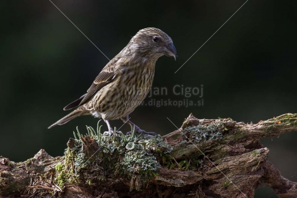 Klikni za ogled večje slike