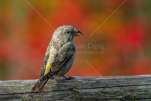 Klikni za ogled večje slike