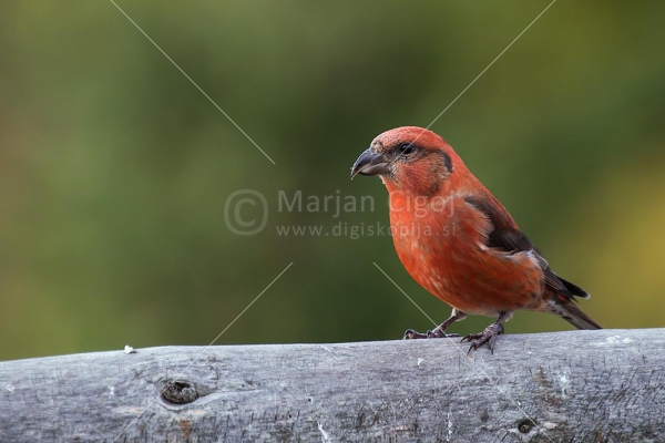 Klikni za ogled večje slike