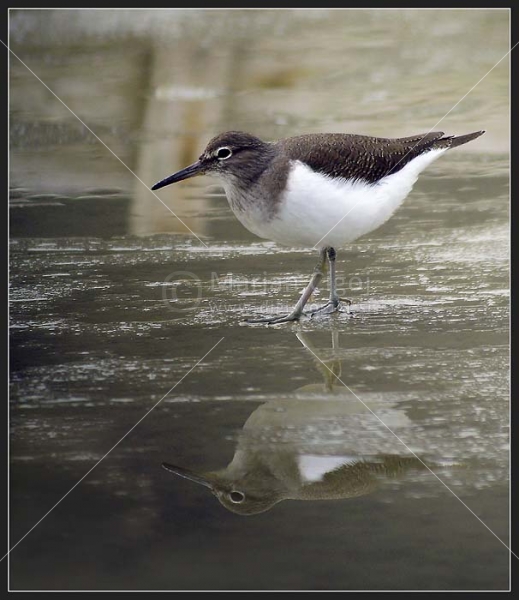 Klikni za ogled večje slike