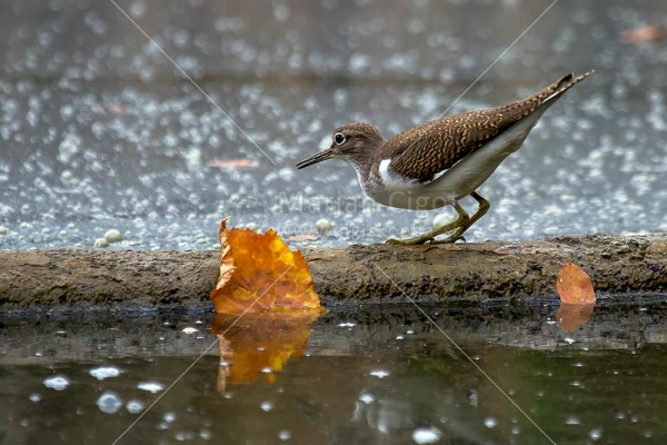 Klikni za ogled večje slike