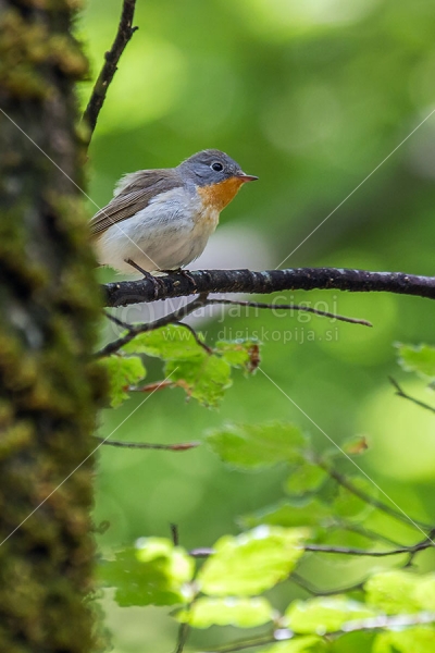 Klikni za ogled večje slike