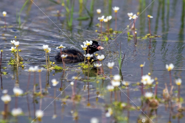 Klikni za ogled večje slike