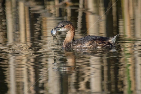 Klikni za ogled večje slike