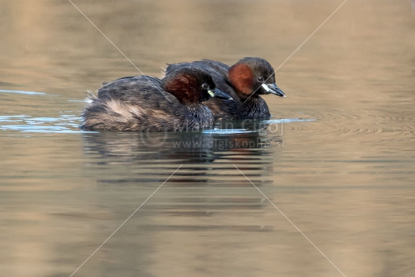 Klikni za ogled večje slike