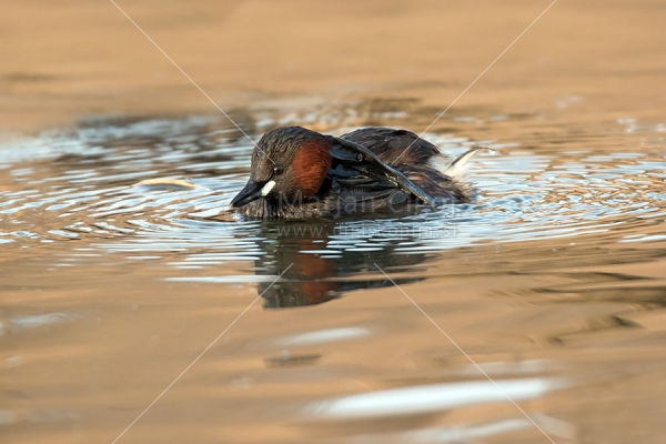 Klikni za ogled večje slike