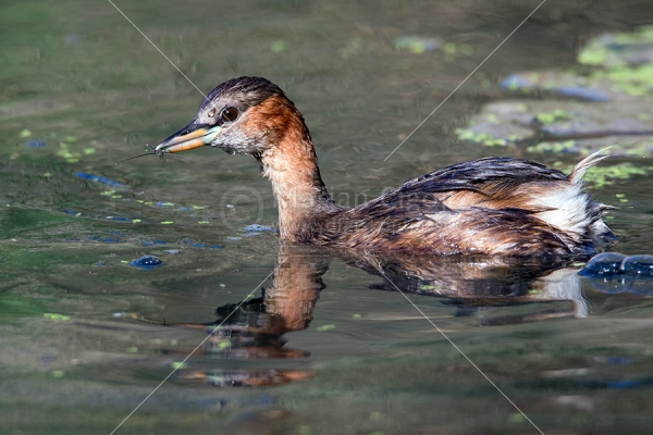 Klikni za ogled večje slike