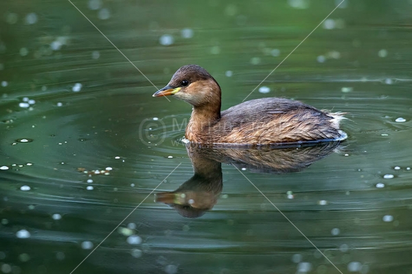 Klikni za ogled večje slike