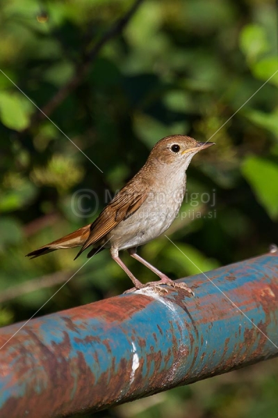 Klikni za ogled večje slike