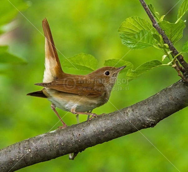 Klikni za ogled večje slike