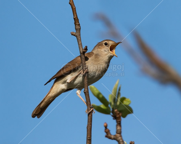 Klikni za ogled večje slike