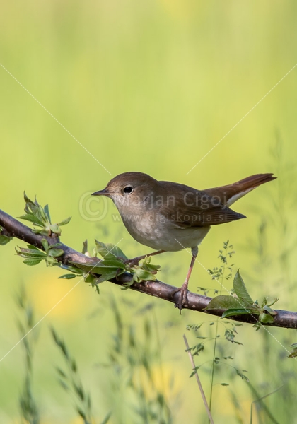 Klikni za ogled večje slike