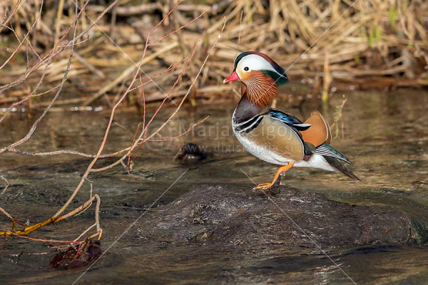Klikni za ogled večje slike