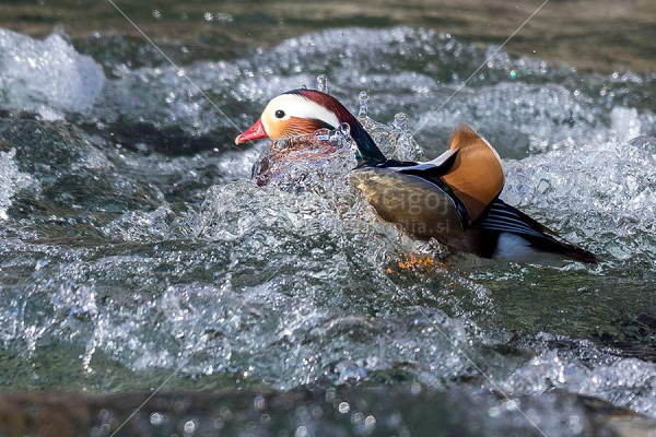 Klikni za ogled večje slike
