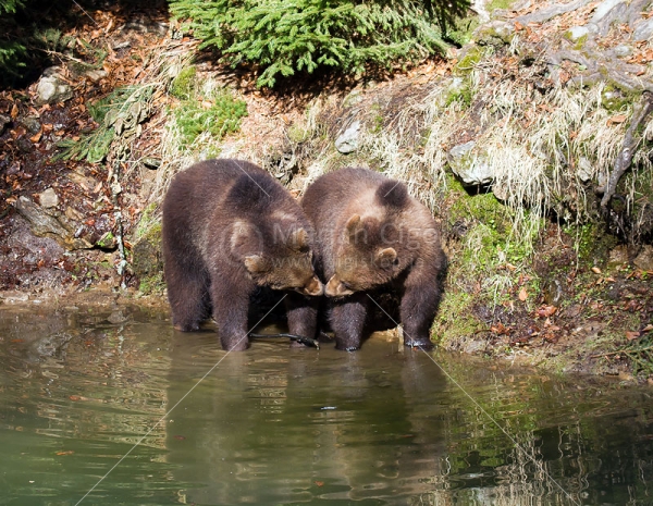 Klikni za ogled večje slike