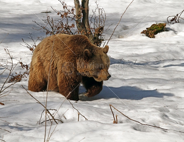 Klikni za ogled večje slike