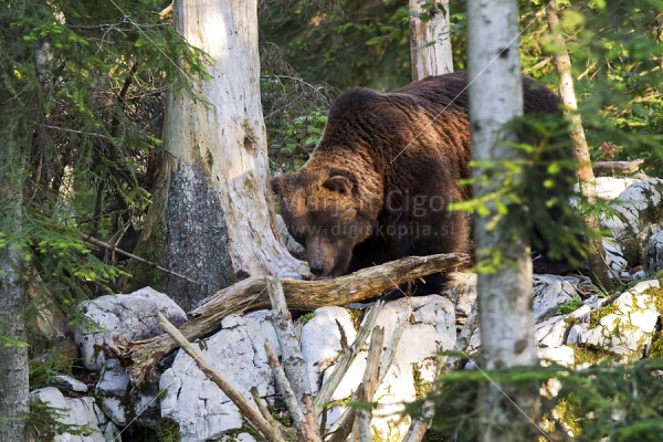 Klikni za ogled večje slike