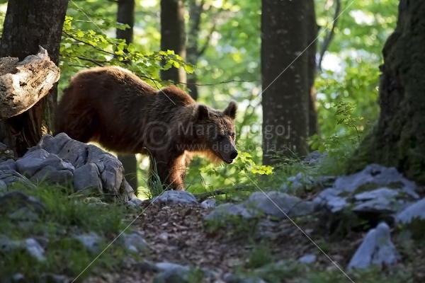 Klikni za ogled večje slike