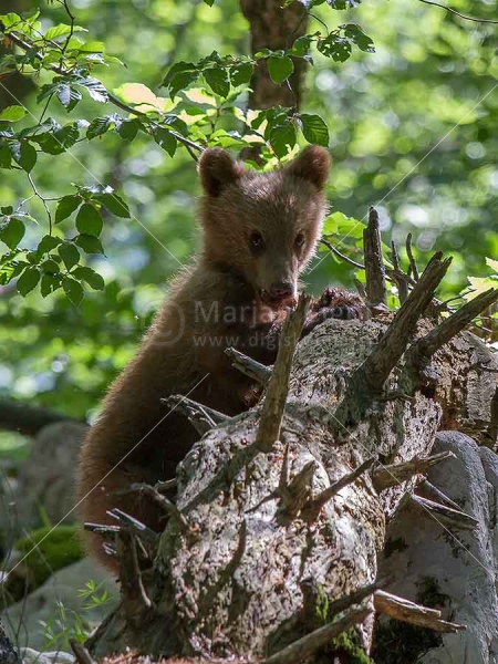 Klikni za ogled večje slike