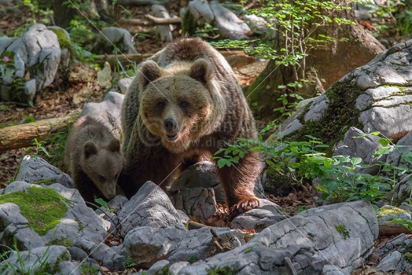 Klikni za ogled večje slike