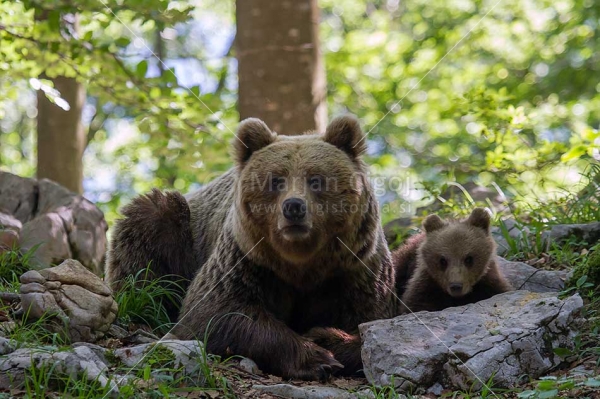 Klikni za ogled večje slike