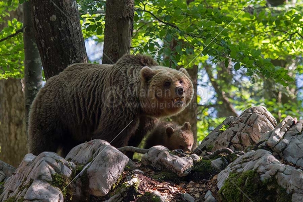 Klikni za ogled večje slike