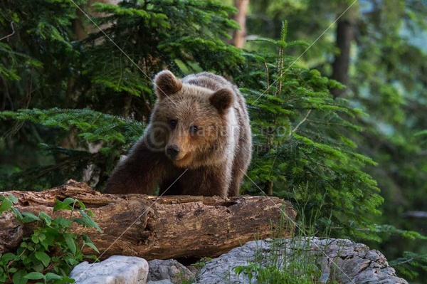 Klikni za ogled večje slike