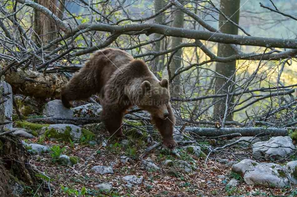 Klikni za ogled večje slike