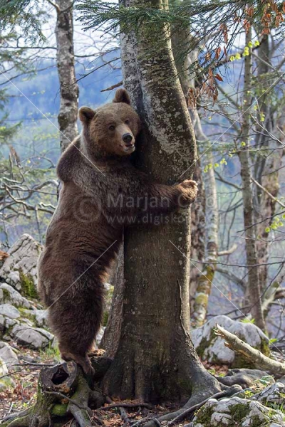 Klikni za ogled večje slike