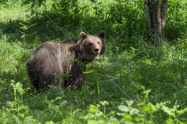 Klikni za ogled večje slike