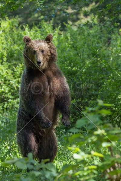 Klikni za ogled večje slike