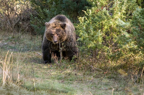 Klikni za ogled večje slike
