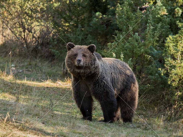 Klikni za ogled večje slike