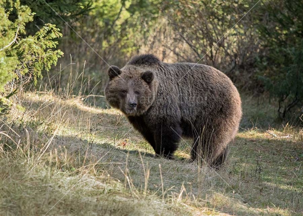 Klikni za ogled večje slike