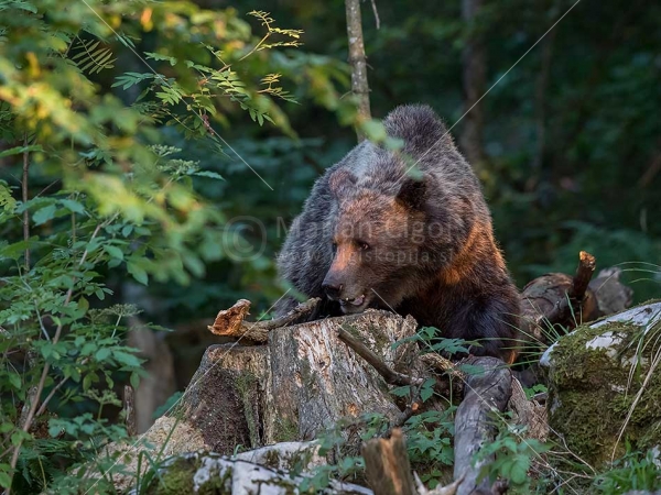 Klikni za ogled večje slike