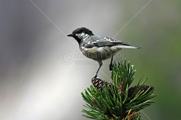 Klikni za ogled večje slike