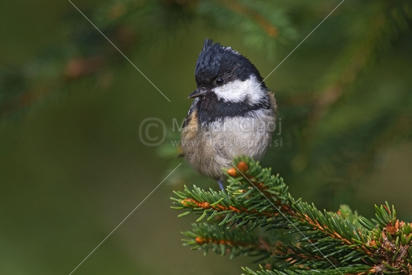 Klikni za ogled večje slike