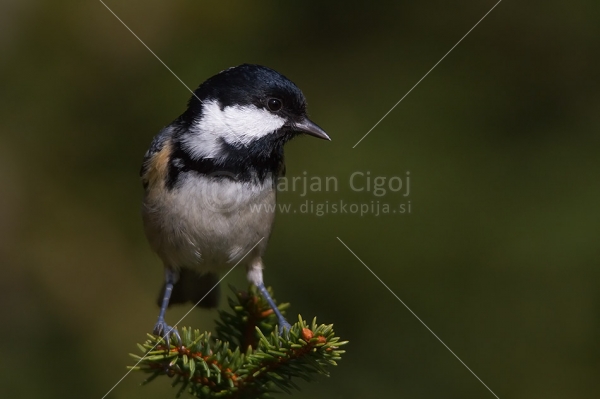 Klikni za ogled večje slike