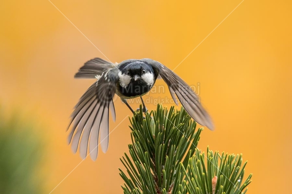 Klikni za ogled večje slike