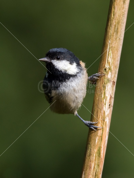 Klikni za ogled večje slike