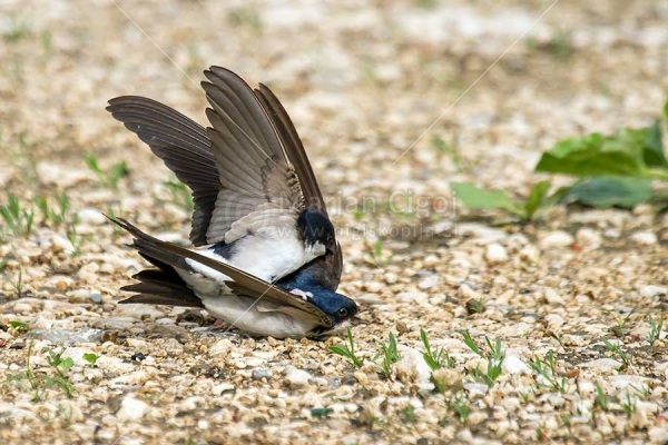 Klikni za ogled večje slike